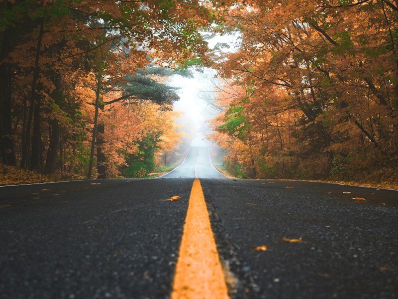 Country road framed by trees with autumn leaves
