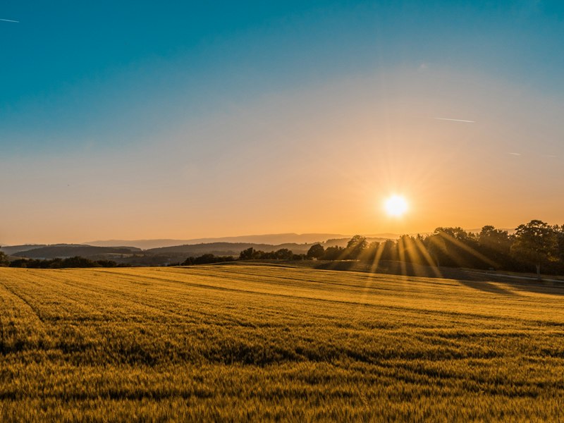 Golden farm field at sunset