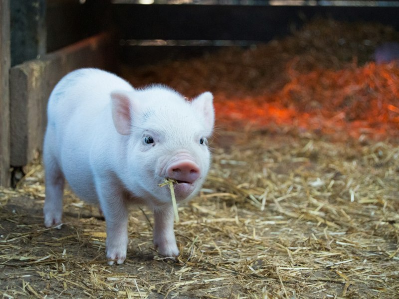 White piglet standing on straw